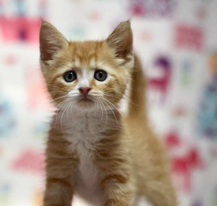 Photo of Ginger Boy