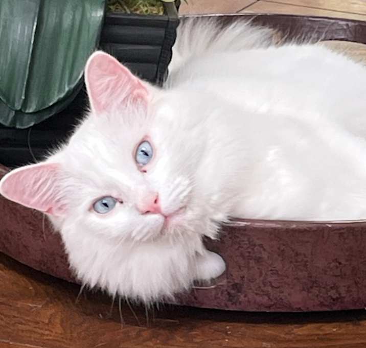 Photo of Blue