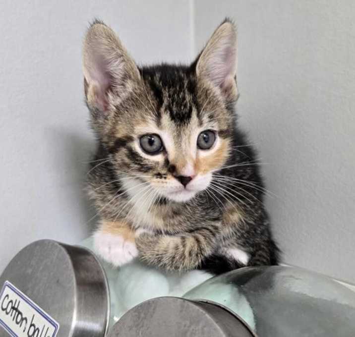 Photo of Sugar-Crisp