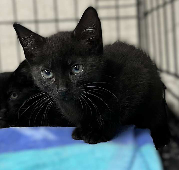 Photo of Zorro