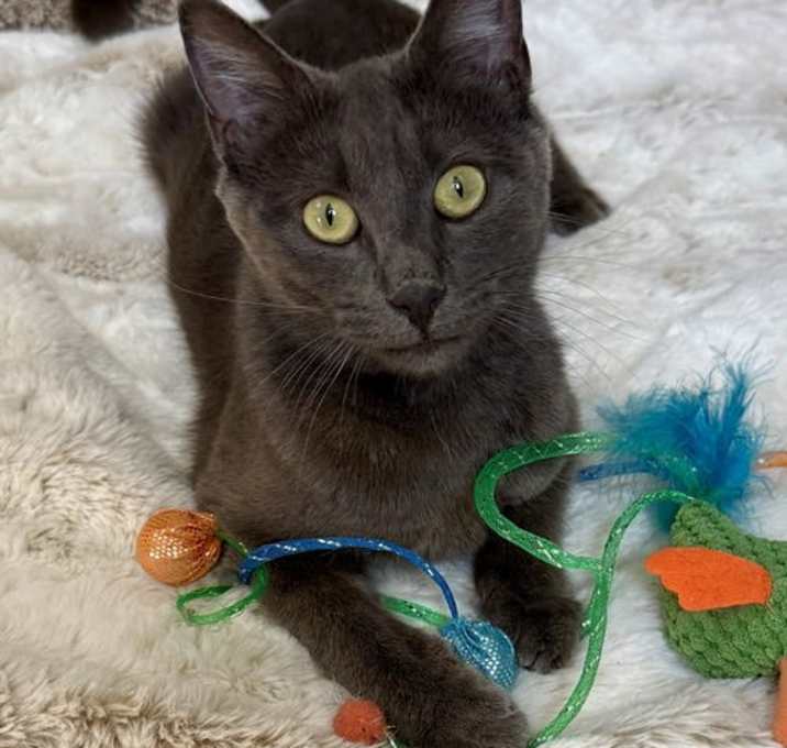 Photo of Goose