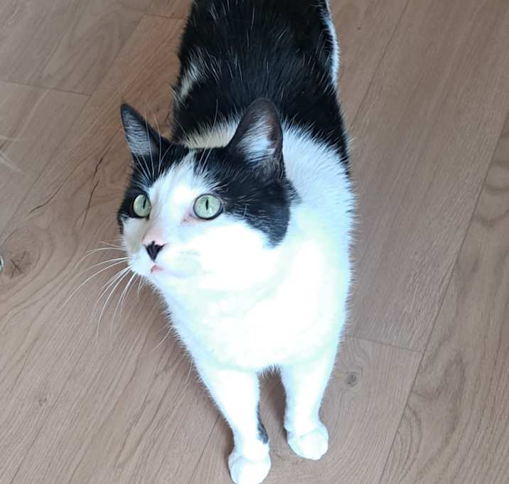 Photo of Oreo