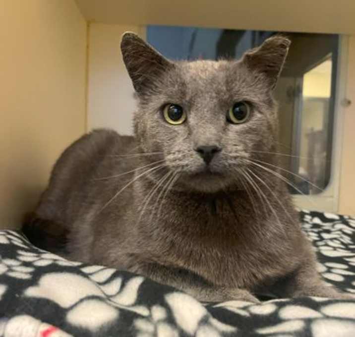 Photo of Mr. Kitters