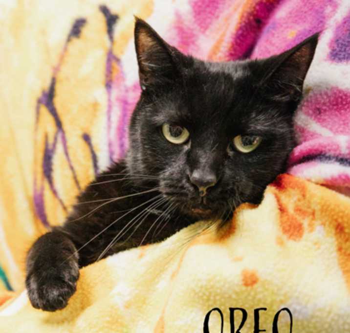 Photo of Oreo