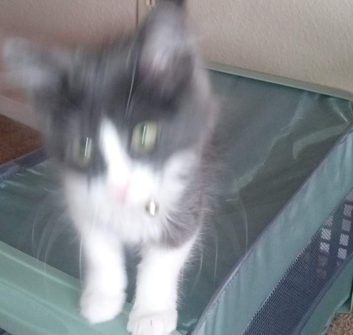 Photo of Frankie