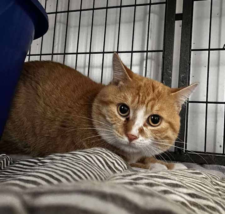Photo of Butterscotch