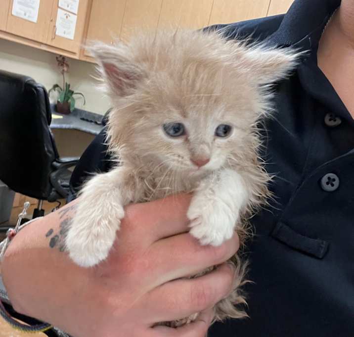 Photo of Purrincess Leia