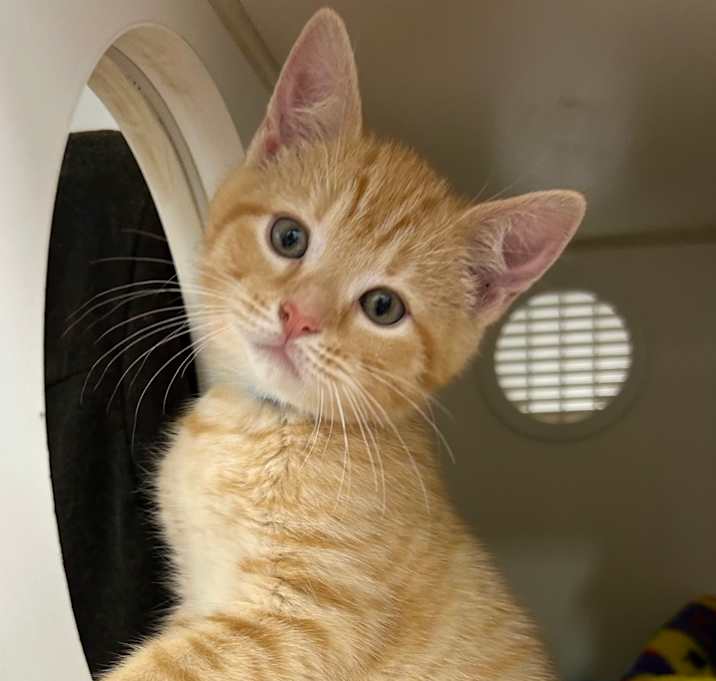 Photo of Ginger