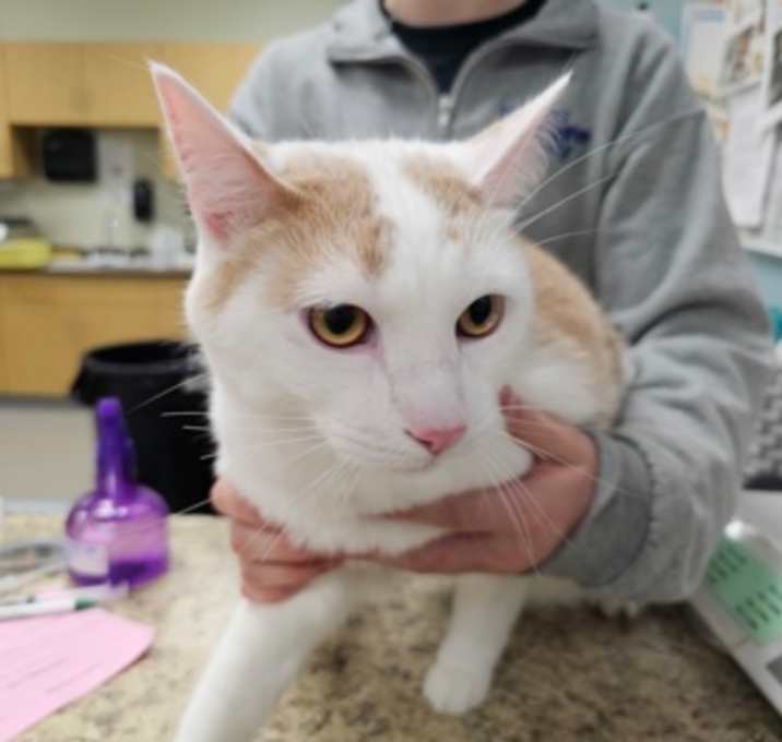 Photo of Cashmere