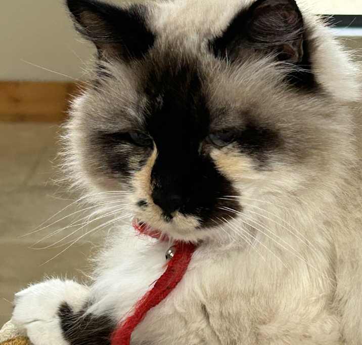 Photo of Chanel
