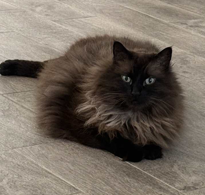 Photo of Ranger