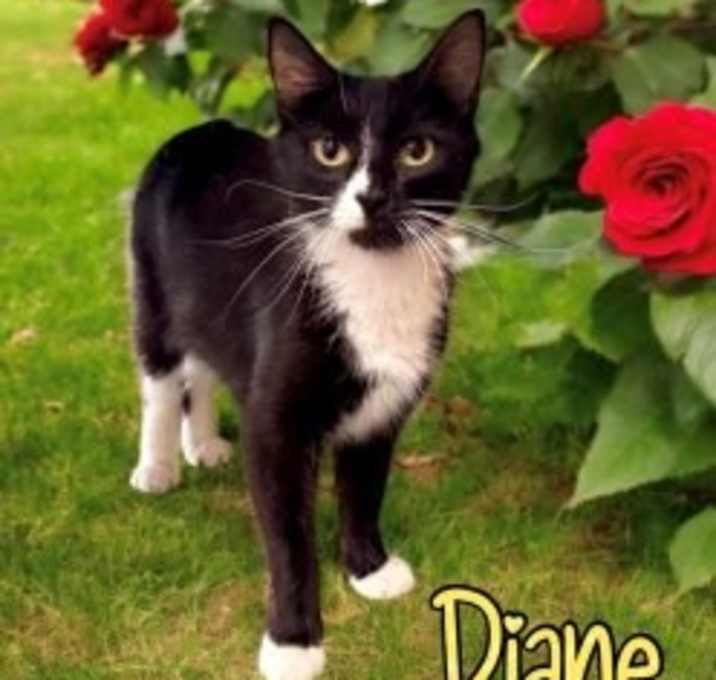 Photo of Diane 32348