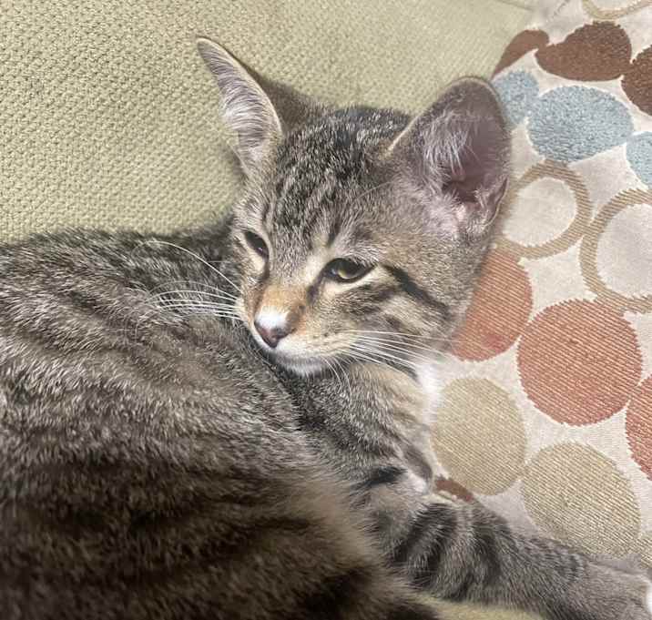 Photo of Tigger