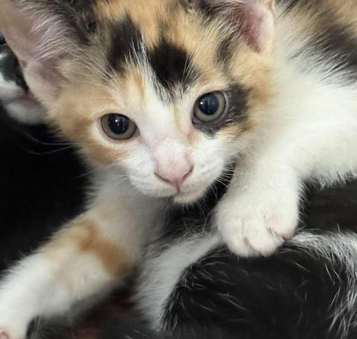 Photo of kitty 1