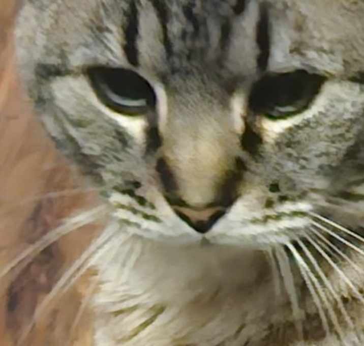 Photo of Chinsey