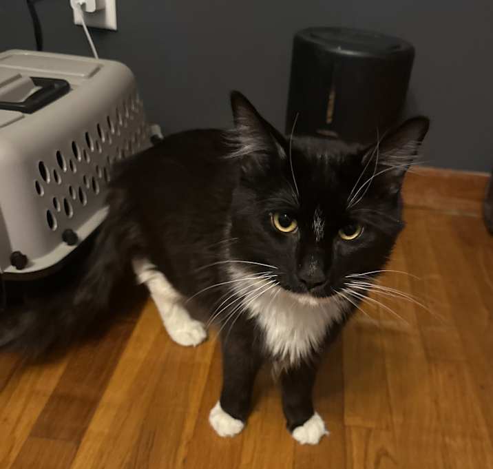 Photo of Luffy