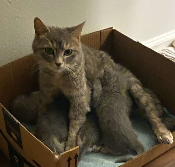 Photo of Sweet Pea