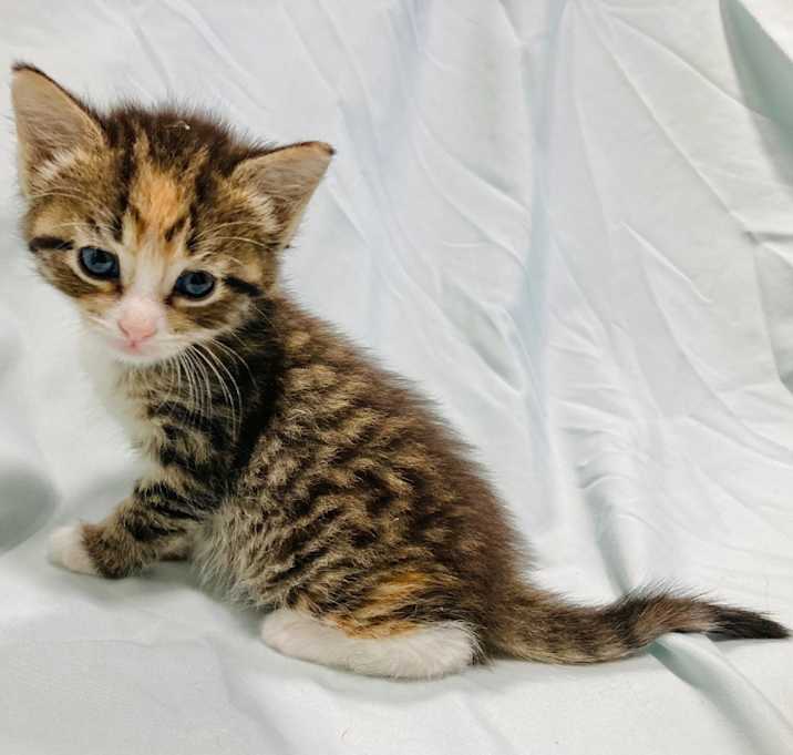 Photo of Lyra
