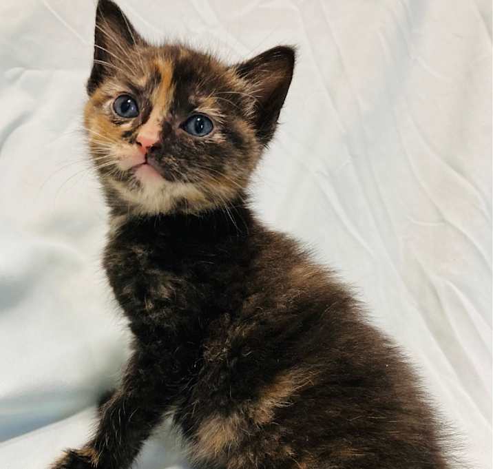 Photo of Nova