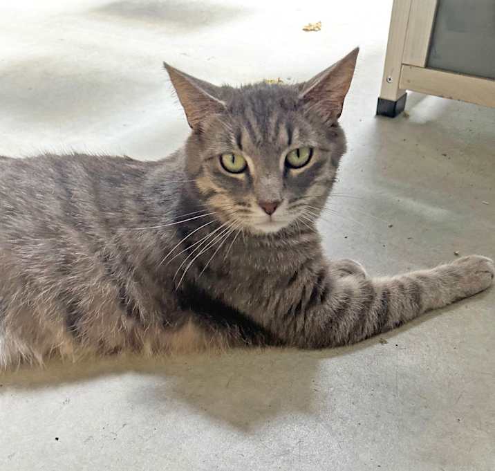 Photo of Nala