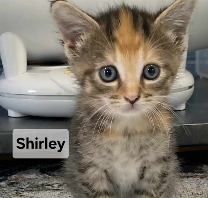 Photo of Shirley Wright