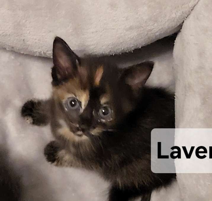 Photo of Laverne Wright