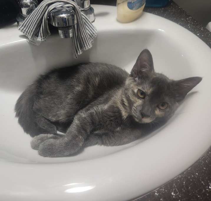Photo of Gizmo