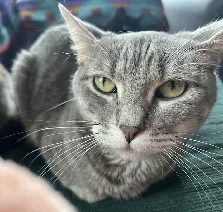 Photo of smokey