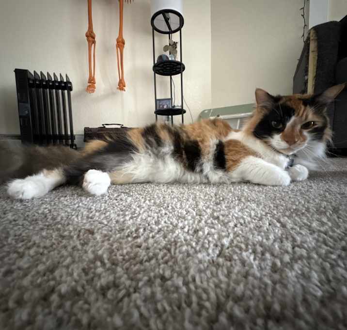 Photo of Wylie
