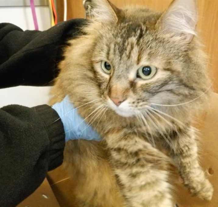 Photo of PEACHES