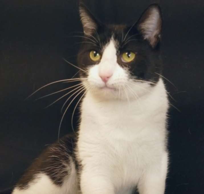 Photo of CATMAN THE OUTLAW