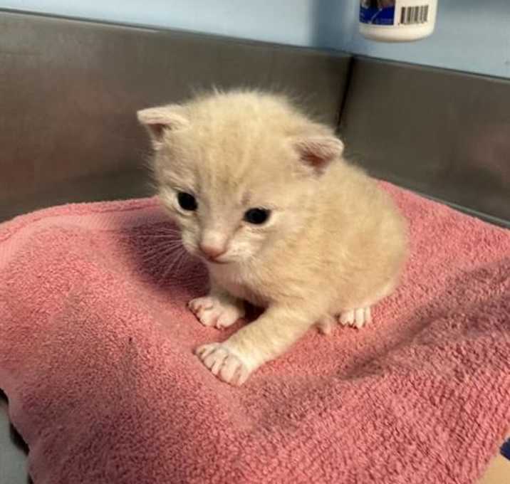 Photo of *CHESTER