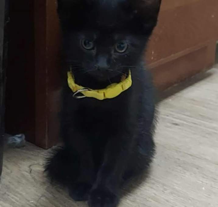 Photo of Kit Kat