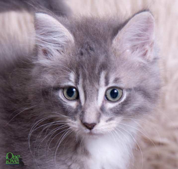 Photo of Pua