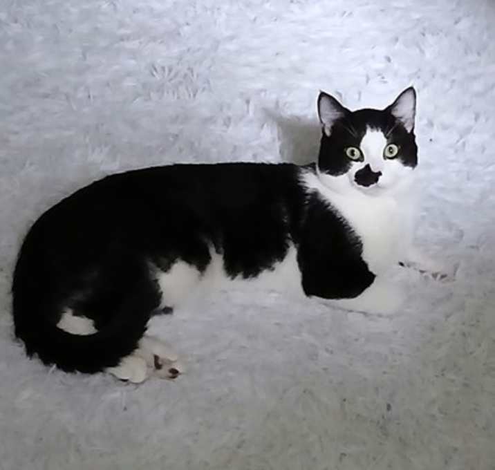 Photo of Robin
