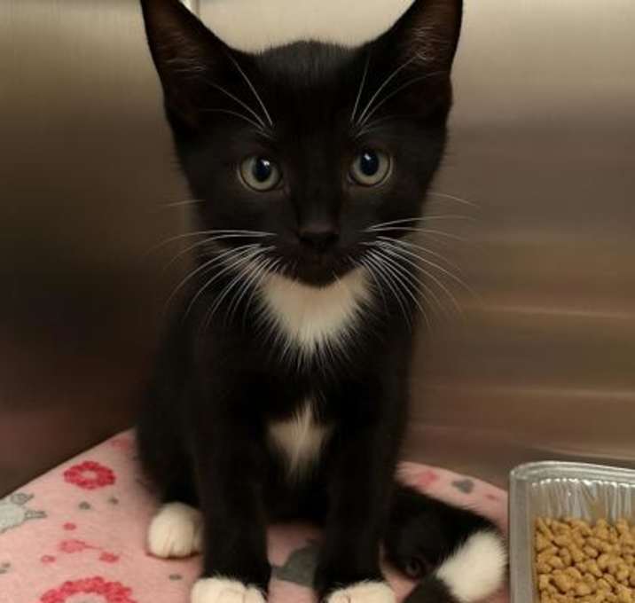 Photo of Sylvester