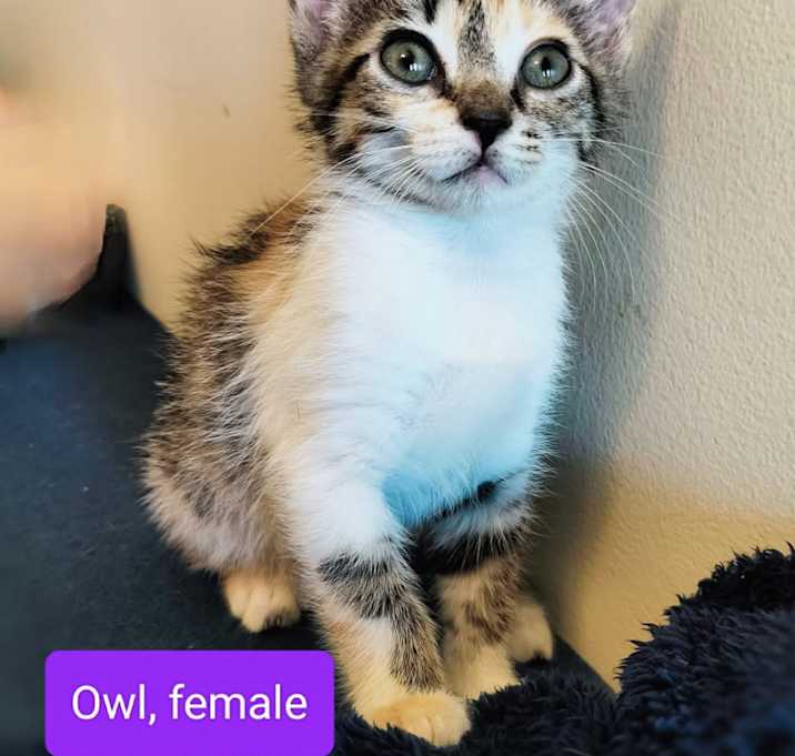 Photo of Owl (Mall of NH)