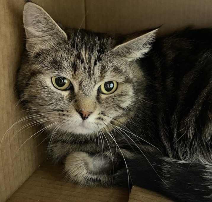 Photo of Celeste (cat 48)