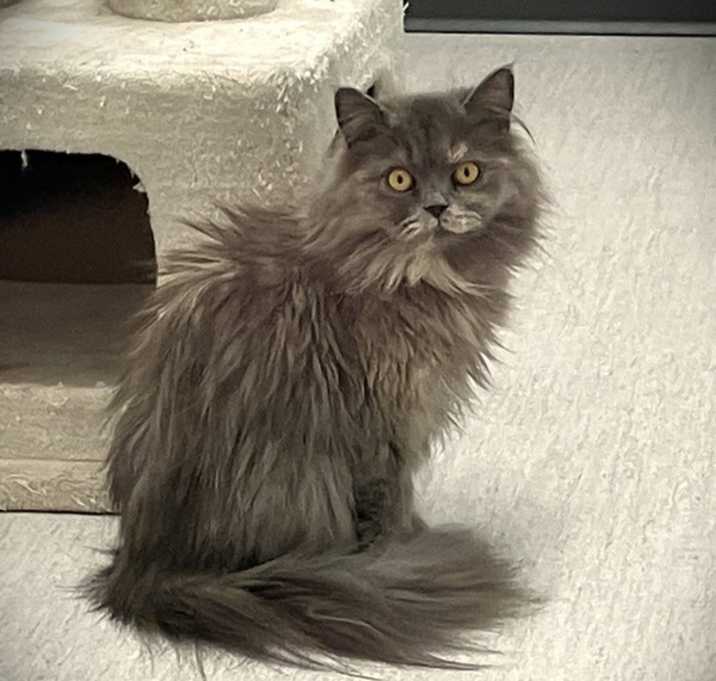 Photo of Oakley (cat 10)