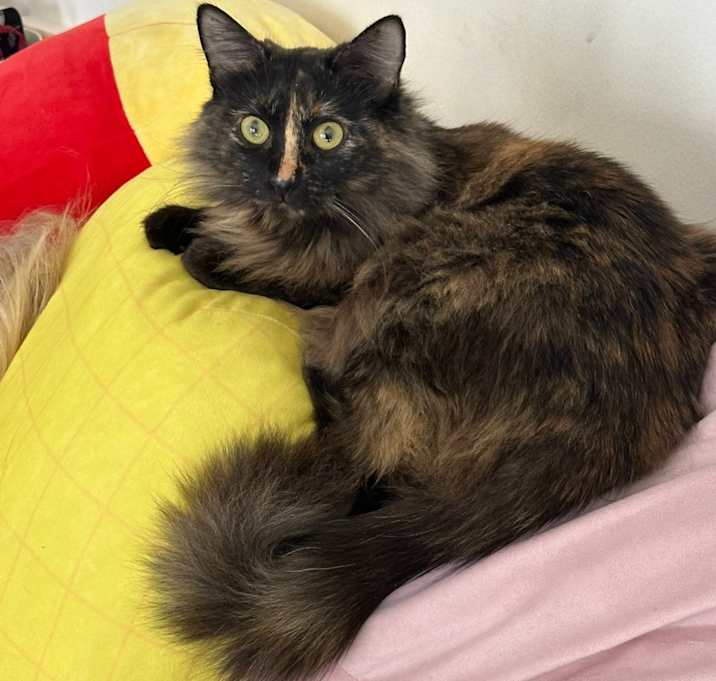 Photo of Lucy