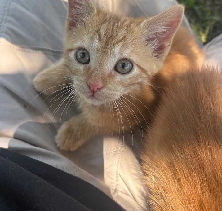 Photo of Mimosa