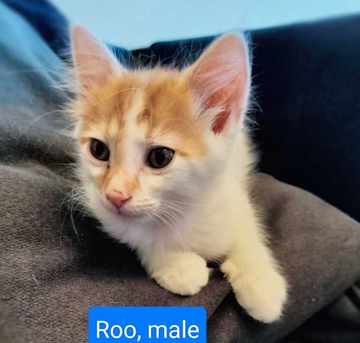 Photo of Roo