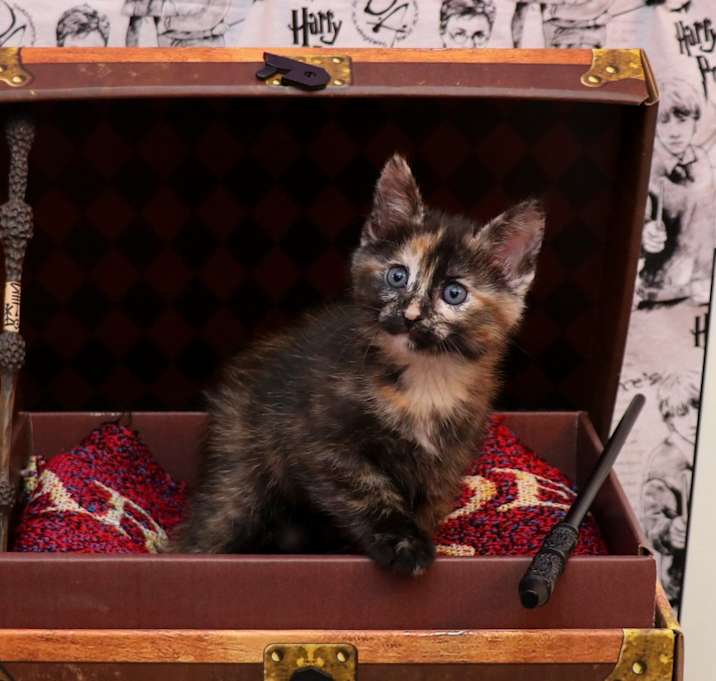 Photo of Hermione