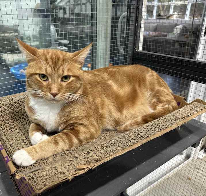 Photo of Billy the Cat