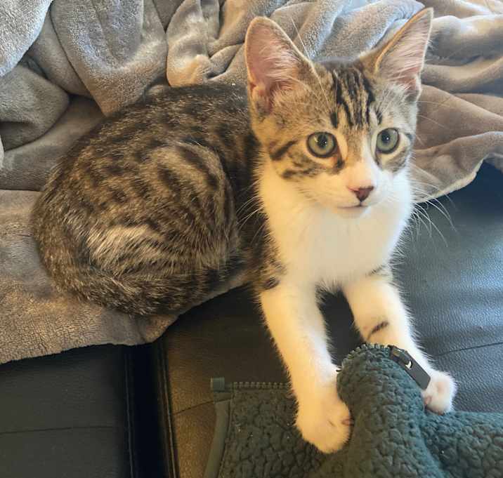 Photo of Skye - adoption pending
