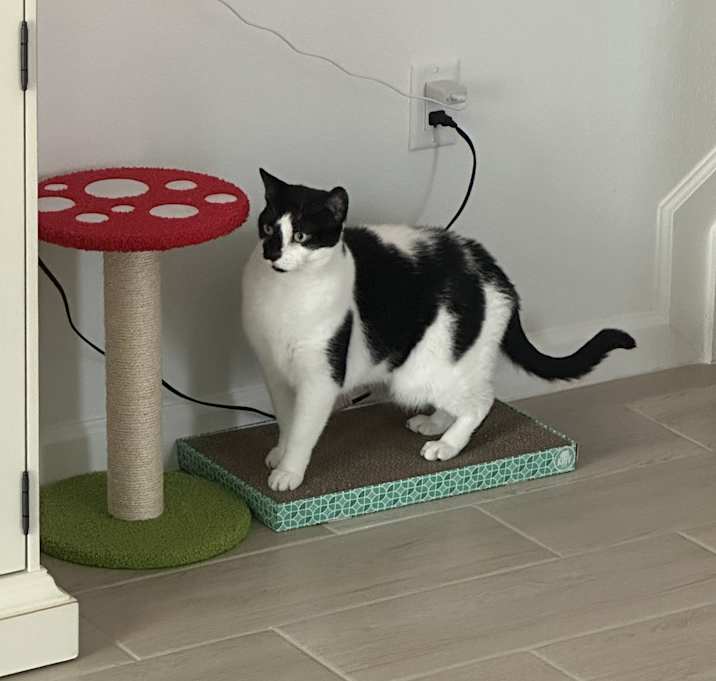 Photo of MooMoo