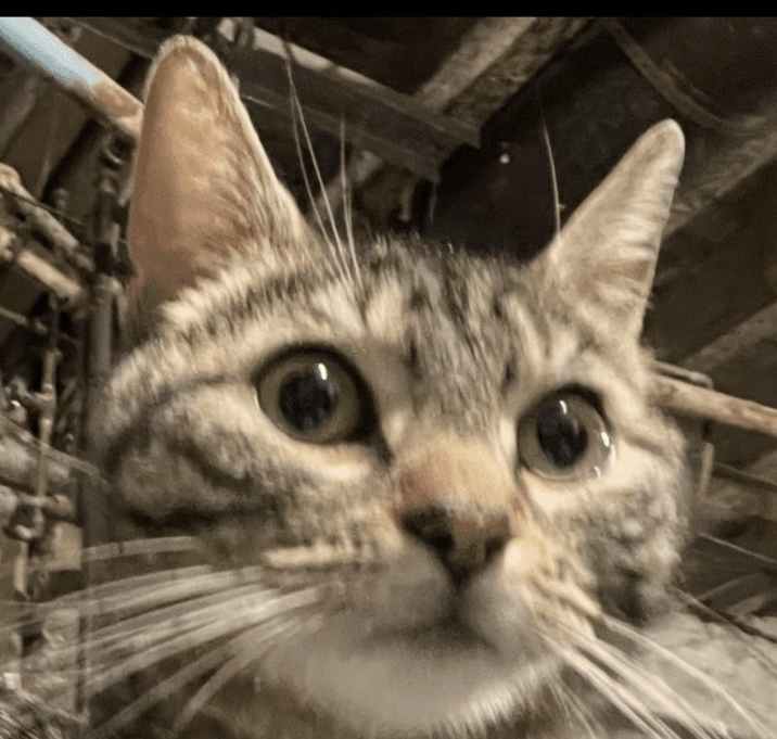 Photo of Roxee