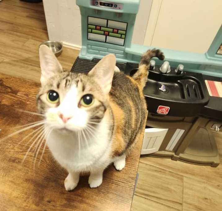 Photo of Rosie & Mittens