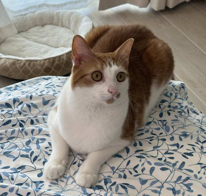 Photo of Cheeto