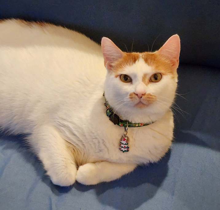 Photo of Bella